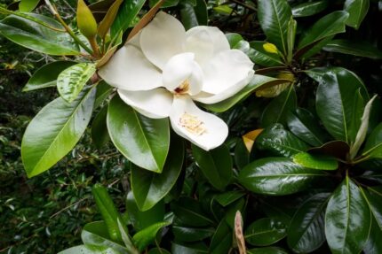 Magnolia Grandiflora